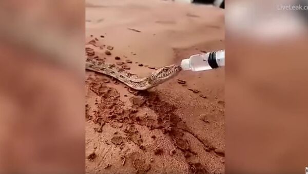 視頻：沙漠蛇酷熱難耐 獲好心人注射器餵水解渴 - 俄羅斯衛星通訊社