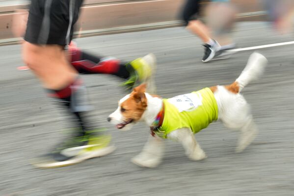 莫斯科2017年半程马拉松赛的参赛者和狗一起奔跑 - 俄罗斯卫星通讯社