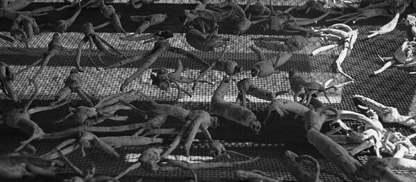 草药原料 （人参） - 俄罗斯卫星通讯社