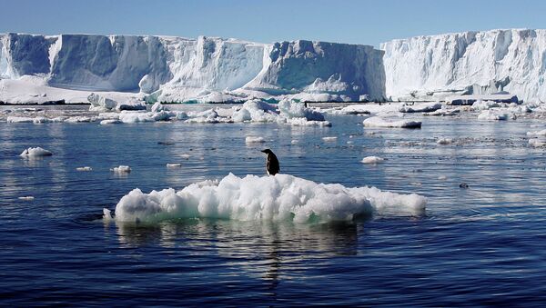 Пингвин Адели на льдине в Антарктиде - 俄羅斯衛星通訊社