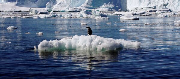 Пингвин Адели на льдине в Антарктиде - 俄罗斯卫星通讯社