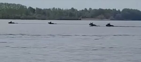 麋鹿横渡伏尔加河 麋鹿横渡伏尔加河 - 俄罗斯卫星通讯社