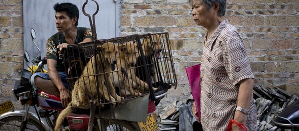 玉林因动物保护组织反对出台吃狗肉禁令 - 俄罗斯卫星通讯社