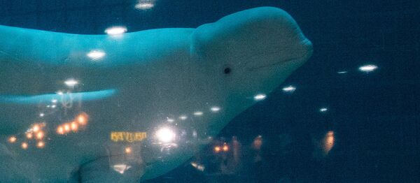 科學家揭示有些海洋動物體型巨大的原因 - 俄羅斯衛星通訊社