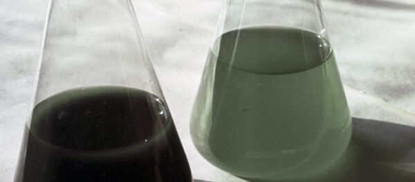 日本学者找到测定微藻毒性的方法 - 俄罗斯卫星通讯社