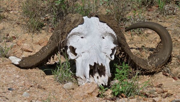 俄鄂木斯克州州長向滿洲市委書記贈送1.5萬年的水牛頭骨 - 俄羅斯衛星通訊社