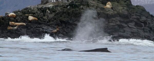 俄勘察加海岸附近發現罕見座頭鯨群 - 俄羅斯衛星通訊社