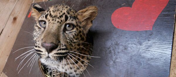 Леопард в зоопарке Приморского края - 俄罗斯卫星通讯社