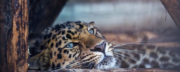 遠東豹 - 俄羅斯衛星通訊社