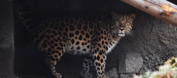 Дальневосточный леопард - 俄罗斯卫星通讯社