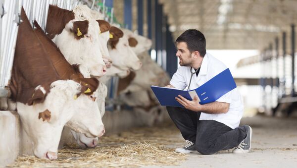 Ветеринар во время планового осмотра рогатого скота - 俄羅斯衛星通訊社