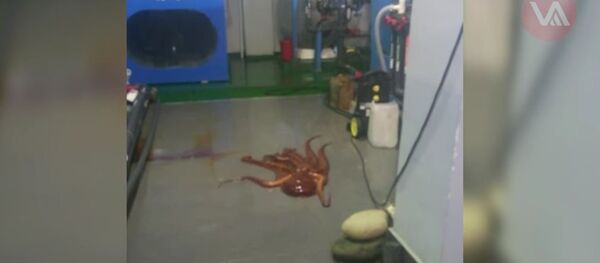 视频：巨大的章鱼试图从滨海边疆区动物园中逃出 - 俄罗斯卫星通讯社