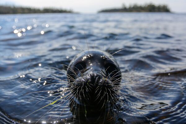 獲救小海豹被放回拉多加湖。 - 俄羅斯衛星通訊社