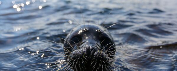 Спасенный детеныш нерпы Крошик выпущен в Ладожское озеро на острове Валаам - 俄罗斯卫星通讯社