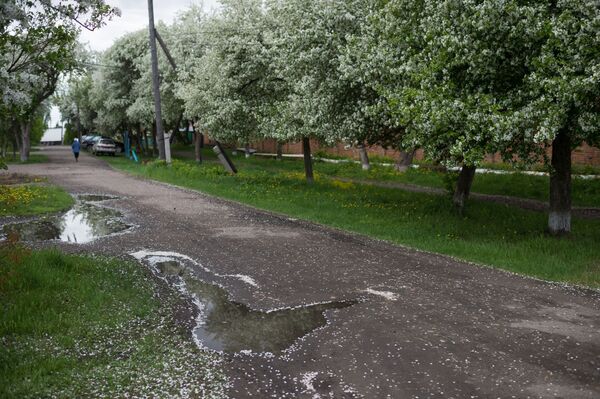 塔拉市内开花的苹果树 - 俄罗斯卫星通讯社