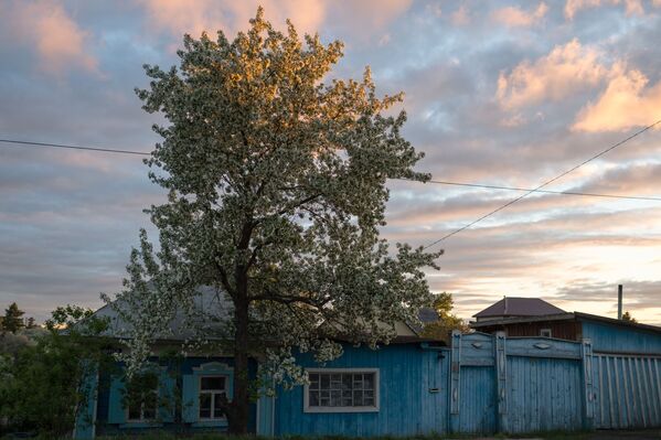 塔拉市內開花的蘋果樹 - 俄羅斯衛星通訊社