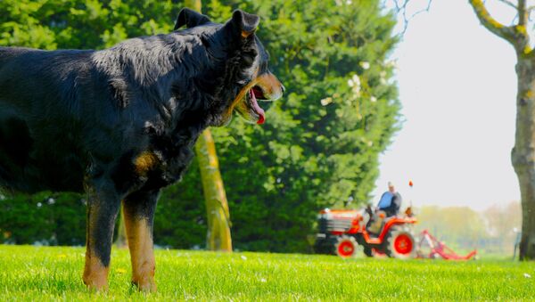 英国的一只狗驾驶拖拉机轧死了自己的千万富翁主人 - 俄罗斯卫星通讯社
