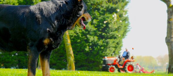 英国的一只狗驾驶拖拉机轧死了自己的千万富翁主人 英国的一只狗驾驶拖拉机轧死了自己的千万富翁主人 - 俄罗斯卫星通讯社