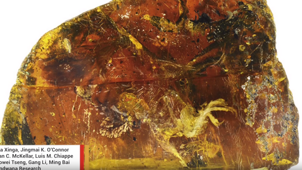 華媒：人類首次在琥珀中發現古雛鳥 距今9900萬年 - 俄羅斯衛星通訊社