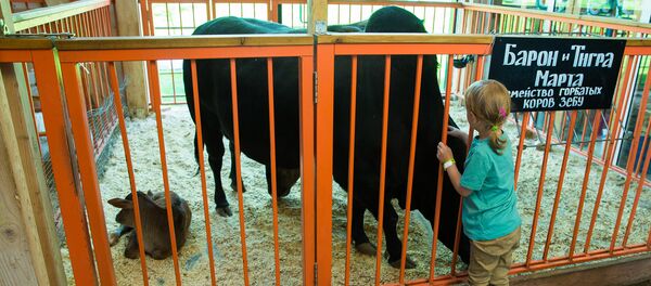 全俄国民经济成就展览馆“城市农场”的一头瘤牛牛崽出生 - 俄罗斯卫星通讯社