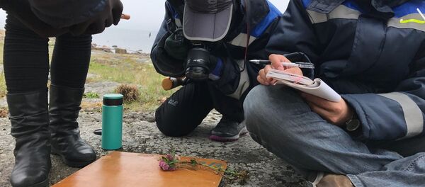 芬蘭灣索莫斯島:會是地理學家和遊客的新發現 芬蘭灣索莫斯島:會是地理學家和遊客的新發現 - 俄羅斯衛星通訊社