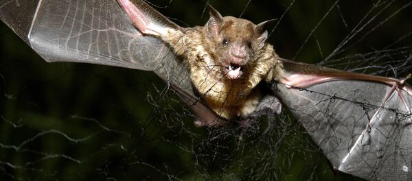 澳洲遭遇最強熱浪 數千蝙蝠被熱死 - 俄羅斯衛星通訊社