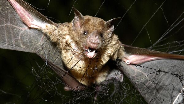 澳洲遭遇最強熱浪 數千蝙蝠被熱死 - 俄羅斯衛星通訊社