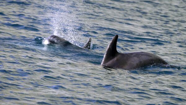 荷兰渔民捕获了一头双头海豚 - 俄罗斯卫星通讯社