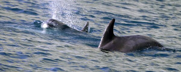 荷兰渔民捕获了一头双头海豚 - 俄罗斯卫星通讯社