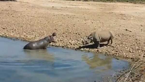 南非河馬為爭奪水源將犀牛溺斃 - 俄羅斯衛星通訊社