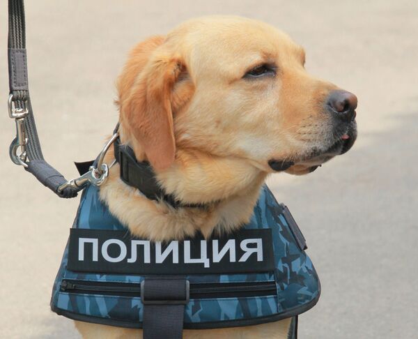 一般認為，早在1906年，俄羅斯聖彼得堡就開始訓練犬類從事警務工作。 - 俄羅斯衛星通訊社