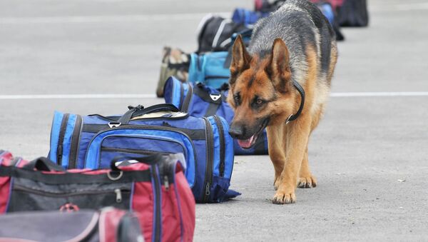 維也納市為警犬發放隔熱靴 - 俄羅斯衛星通訊社