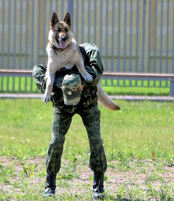 2017年3月巴爾米拉解放後，搜爆犬被派往該地協助俄工程兵開展排雷工作。 - 俄羅斯衛星通訊社