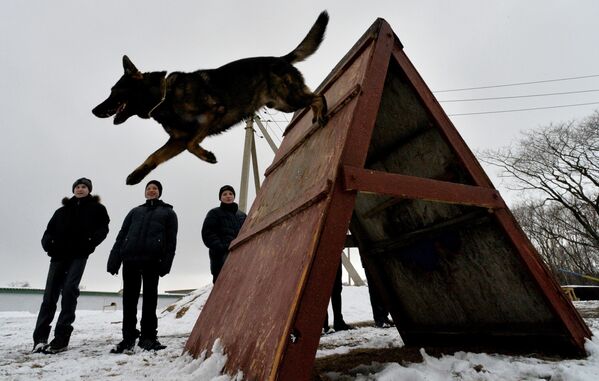 每只警犬都要接受專業訓練。 - 俄羅斯衛星通訊社