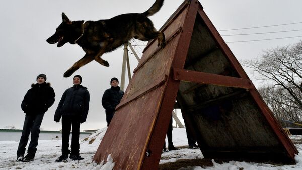 两只韩国克隆犬入役俄雅库特惩戒局 - 俄罗斯卫星通讯社
