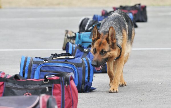 军队和执法机关最常使用的是德国牧羊犬。 - 俄罗斯卫星通讯社