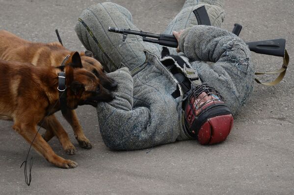 每只警犬都要接受专业训练。 - 俄罗斯卫星通讯社