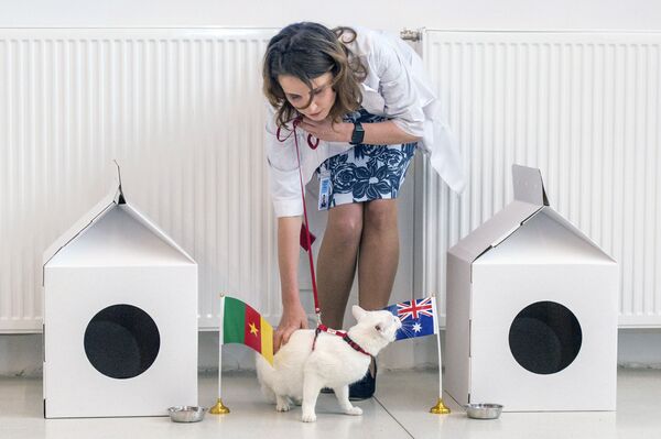 冬宮預測聯合會杯比賽結果的預言貓“阿喀琉斯” - 俄羅斯衛星通訊社