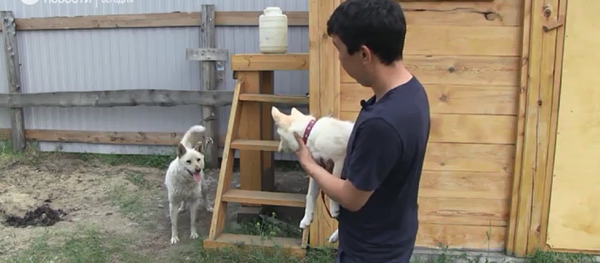 雅庫特萊卡犬素“蘇圖克”首次和克隆於其耳部細胞的小狗見面 - 俄羅斯衛星通訊社