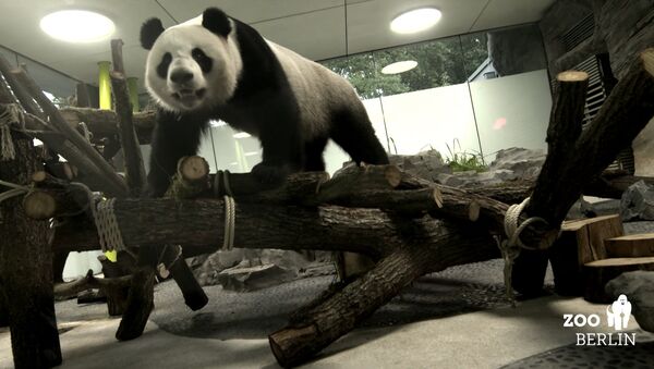 中国熊猫在德国 - 俄罗斯卫星通讯社