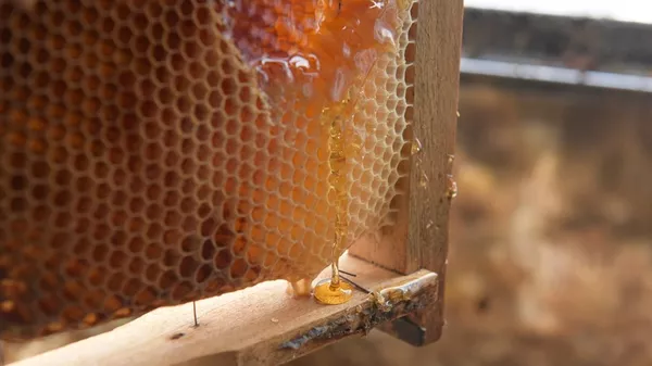 黑龍江東寧市製作出重達1噸的俄式蜂蜜蛋糕 - 俄羅斯衛星通訊社