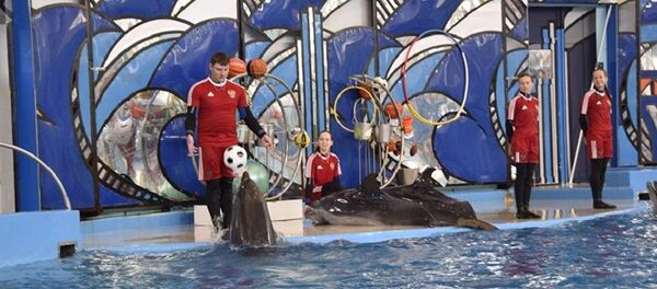 索契神算海豚预言联合会杯半决赛赢家 - 俄罗斯卫星通讯社