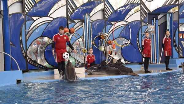索契神算海豚預言聯合會杯半決賽贏家 - 俄羅斯衛星通訊社