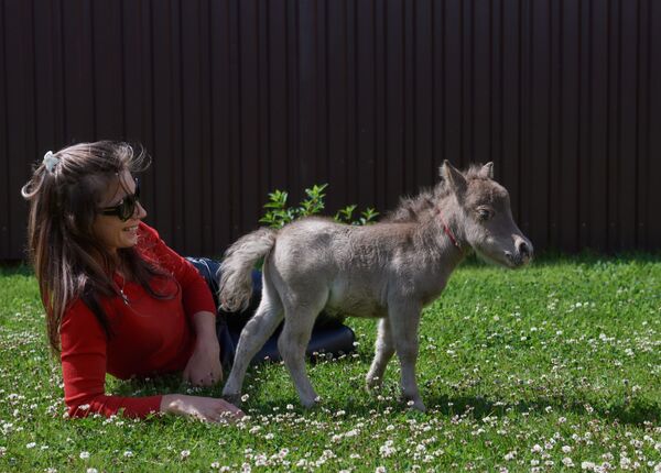 世界最小馬駒在列寧格勒州一農場降生。 - 俄羅斯衛星通訊社