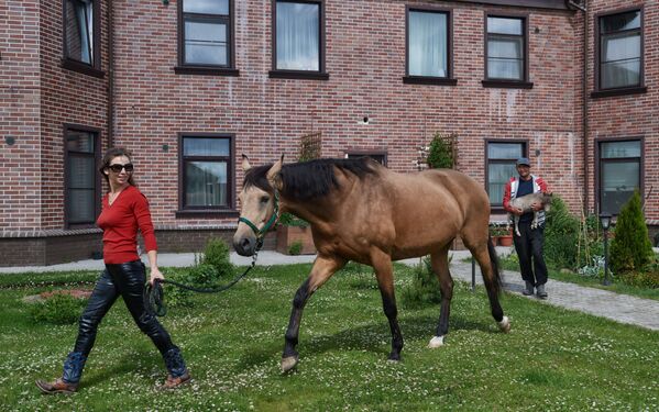 小馬駒取名格列佛。馬主人相信，目前這是世上體型最小的馬。 - 俄羅斯衛星通訊社