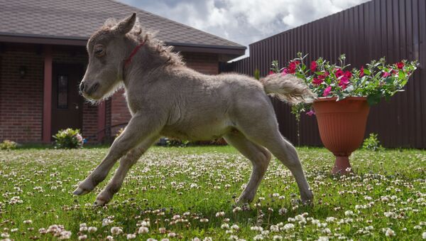 英國第一匹導盲小型馬幫助了害怕犬類的盲人 - 俄羅斯衛星通訊社