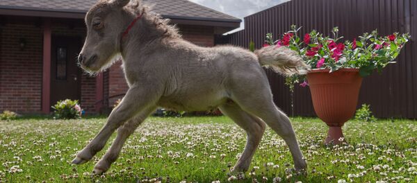 英国第一匹导盲小型马帮助了害怕犬类的盲人 - 俄罗斯卫星通讯社