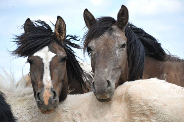 野马 - 俄罗斯卫星通讯社