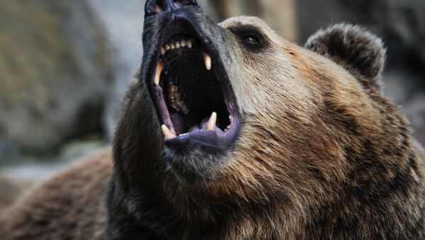 一頭熊在克拉斯諾亞爾斯克的自然公園襲擊一隊遊客 有一人死亡 - 俄羅斯衛星通訊社