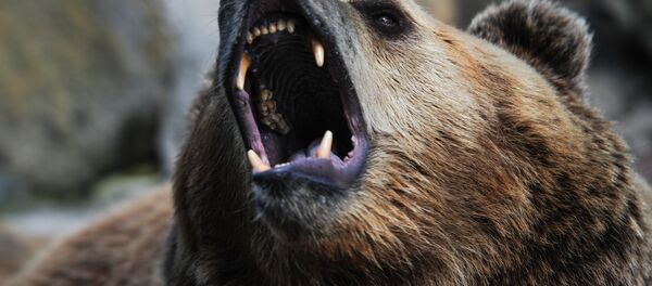 咬熊的舌头！一名图瓦居民在针叶林中与熊激斗并活了下来 - 俄罗斯卫星通讯社